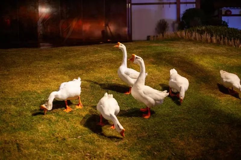 1732179177827309.jpg 42.jpg